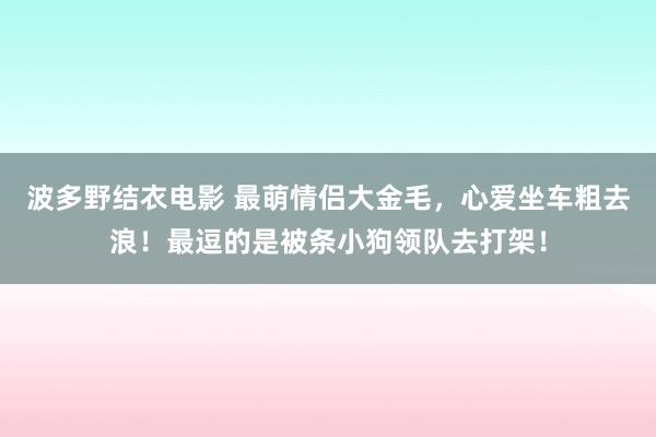 波多野结衣电影 最萌情侣大金毛，心爱坐车粗去浪！最逗的是被条小狗领队去打架！